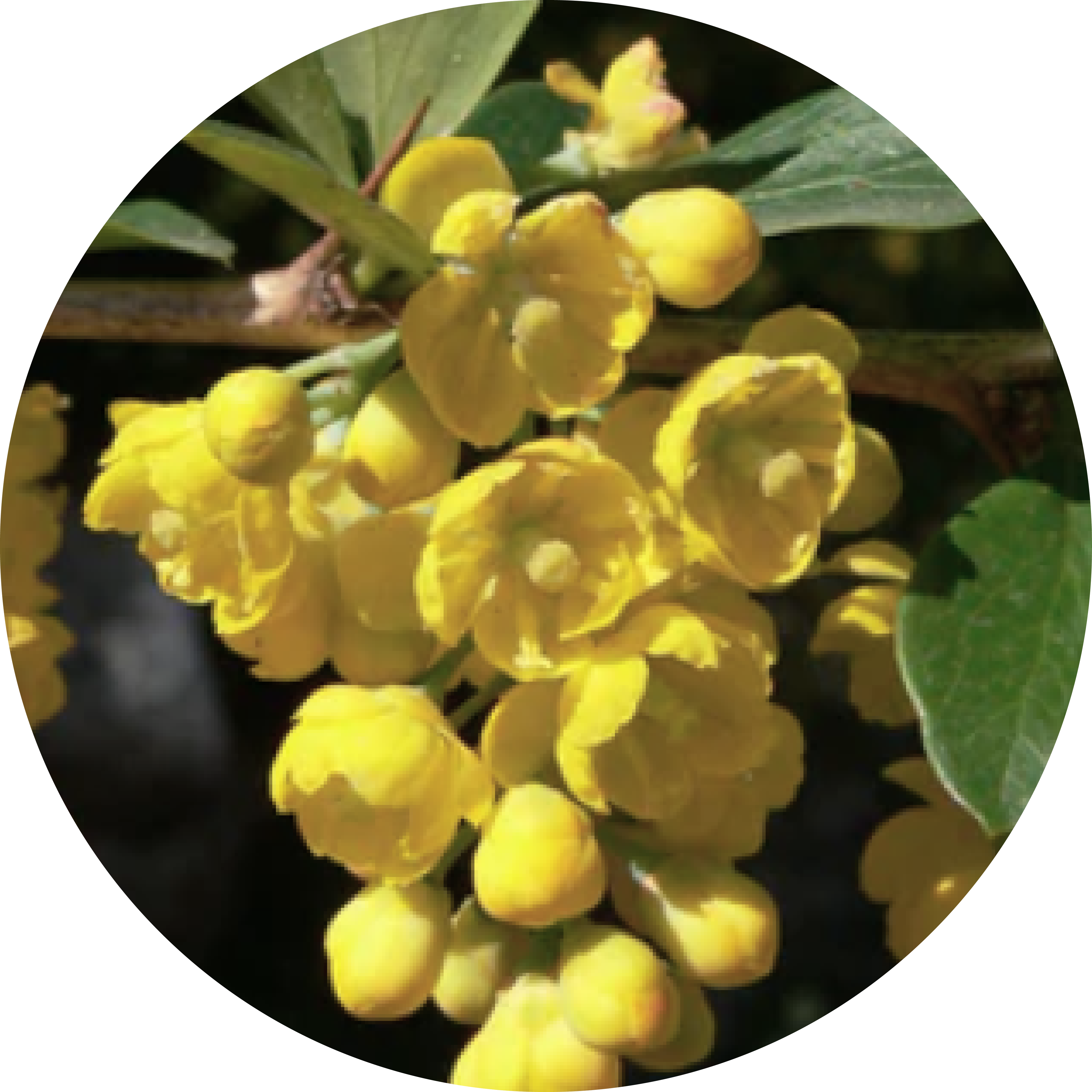 Cluster of yellow flowers with green leaves in a circular frame.