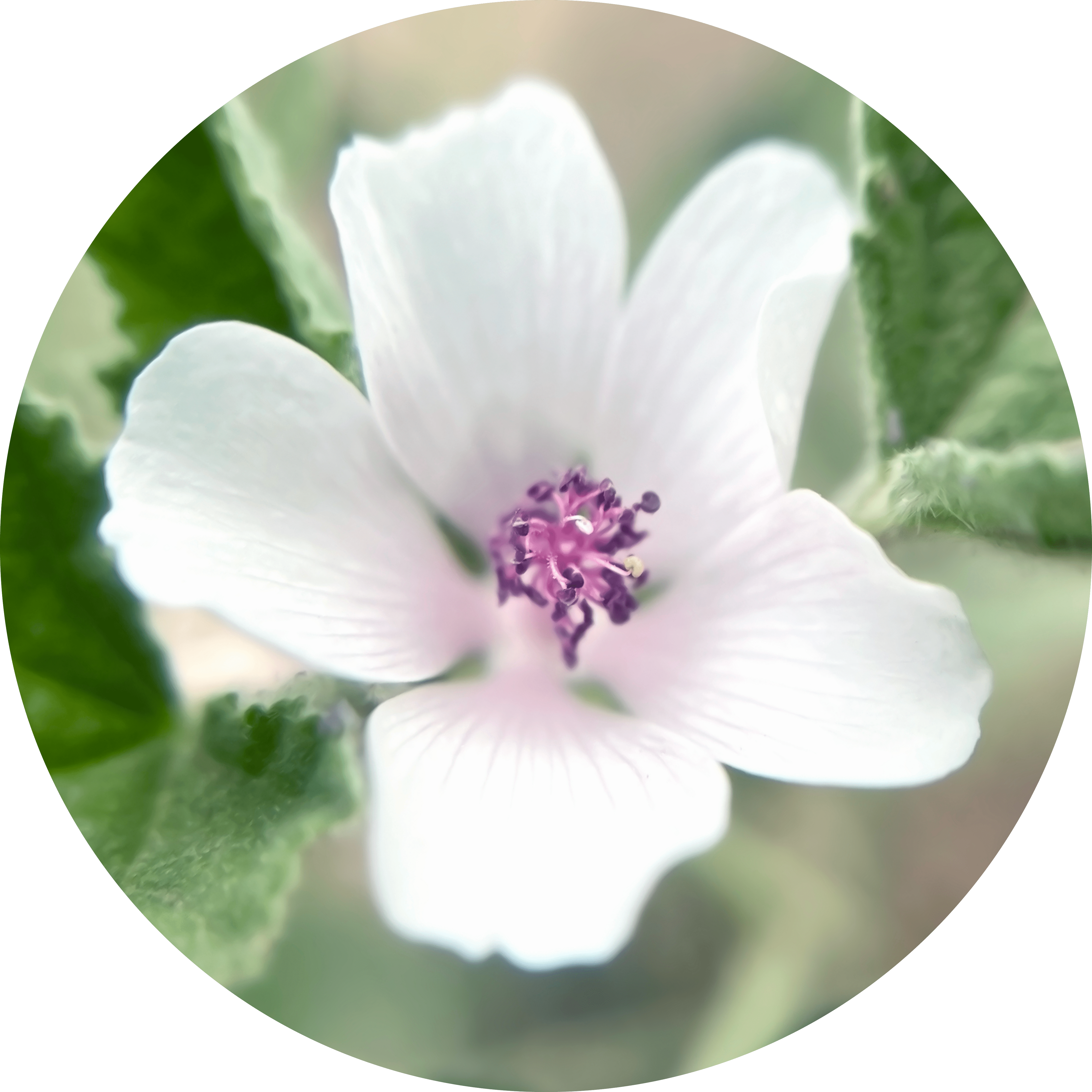 Close-up of a white flower with purple center and green leaves.