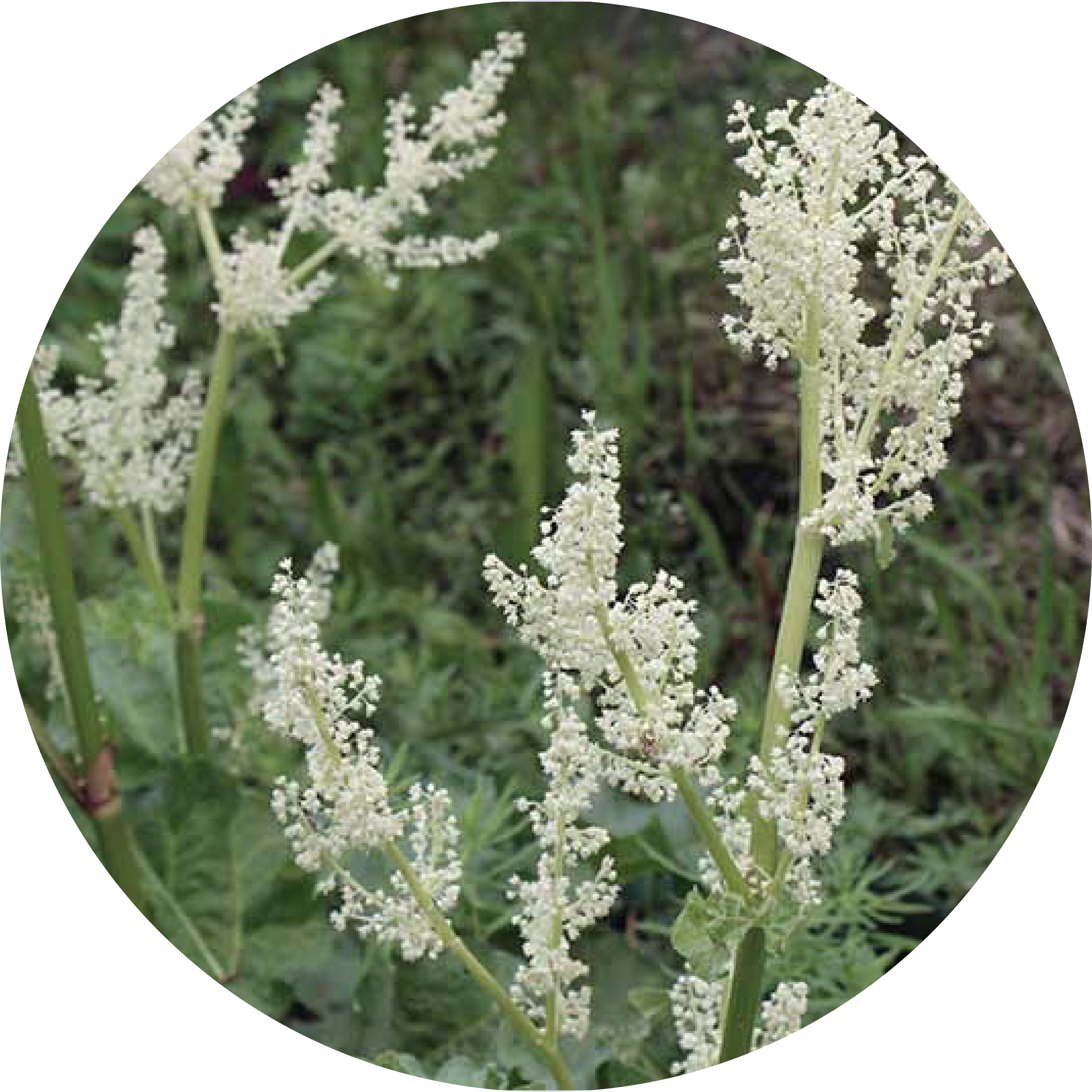 White flowering plants with green foliage in a circular frame.