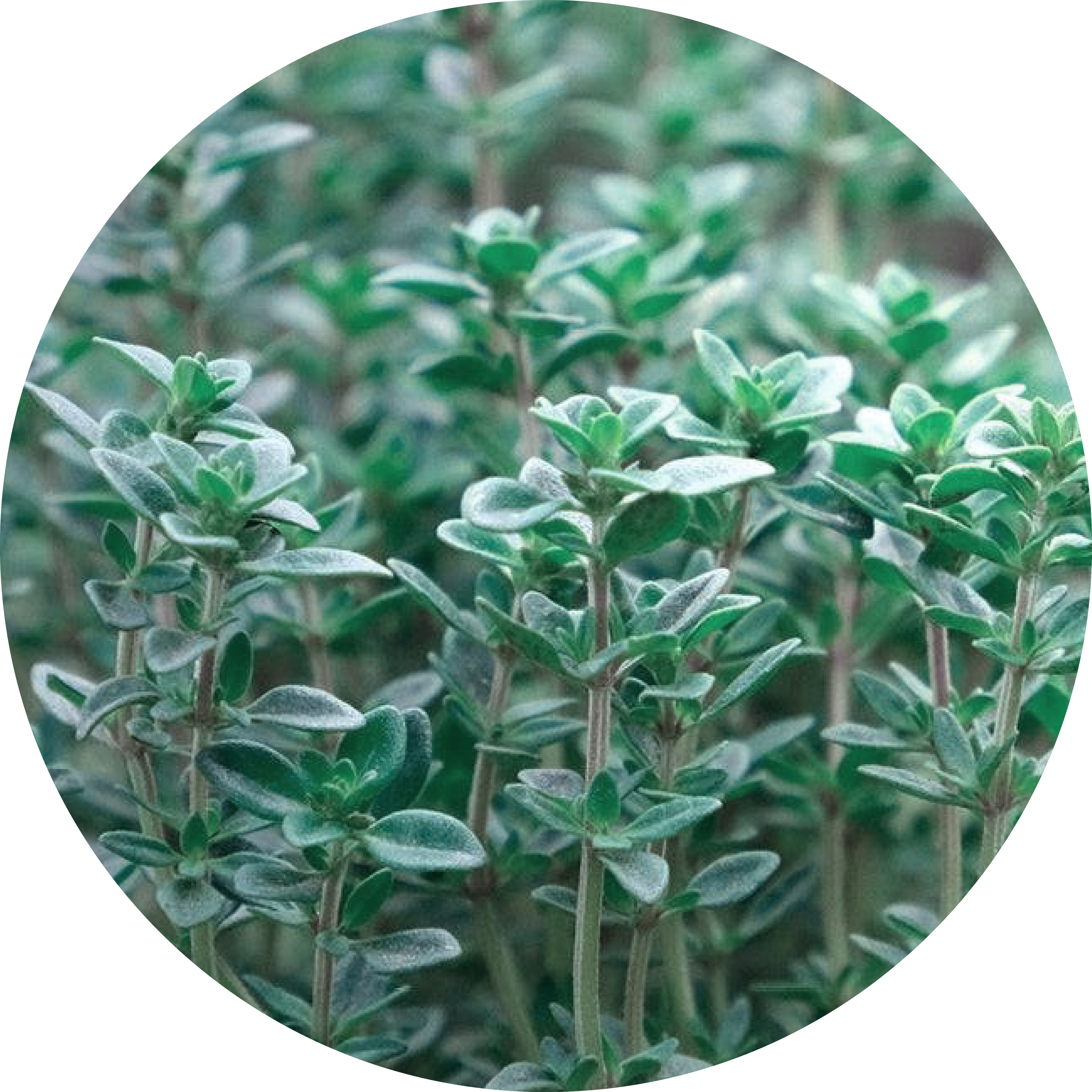Close-up of green leafy plants in a circular frame.