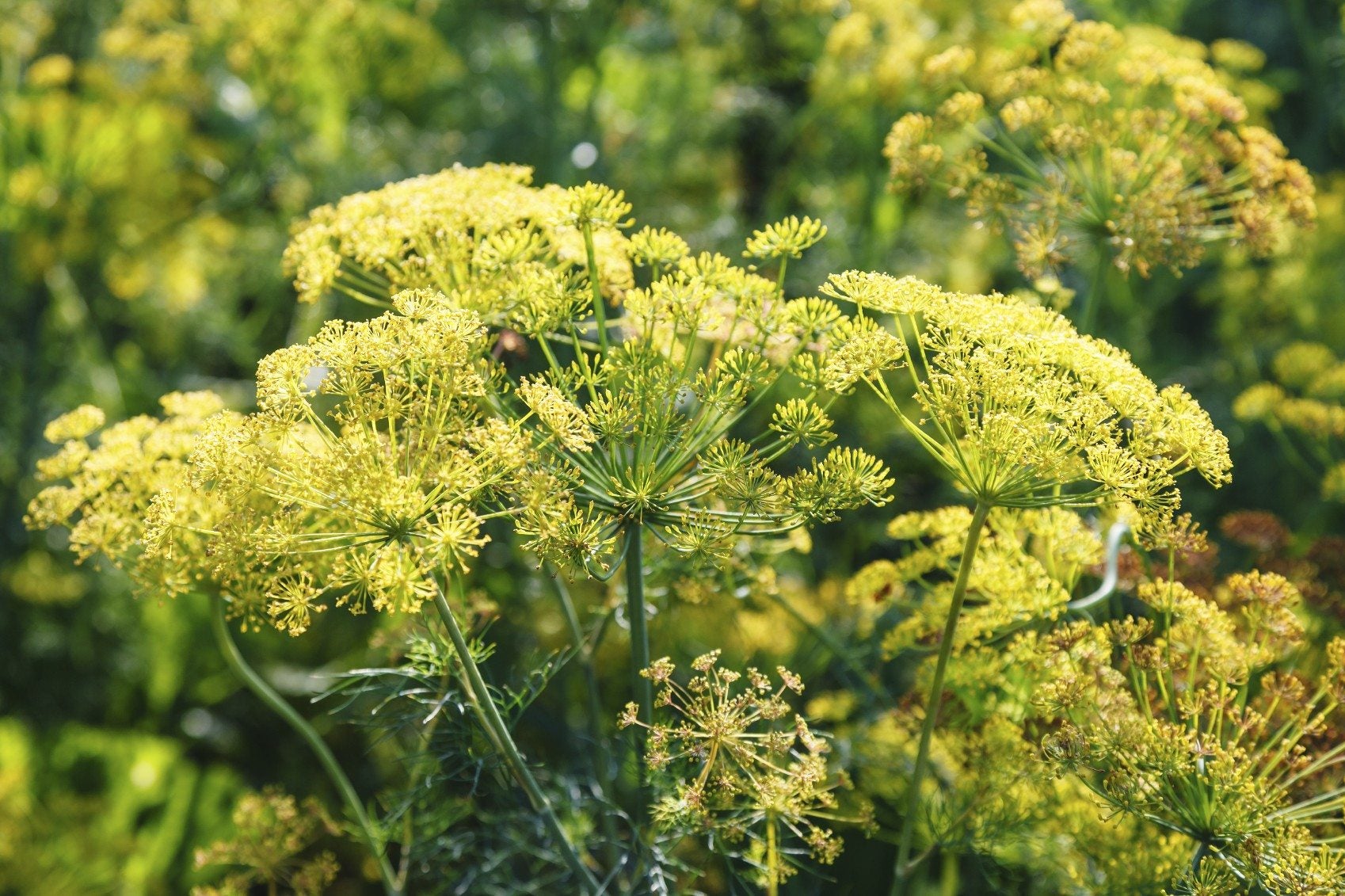 Yellow dill flowers in a sunny outdoor setting.