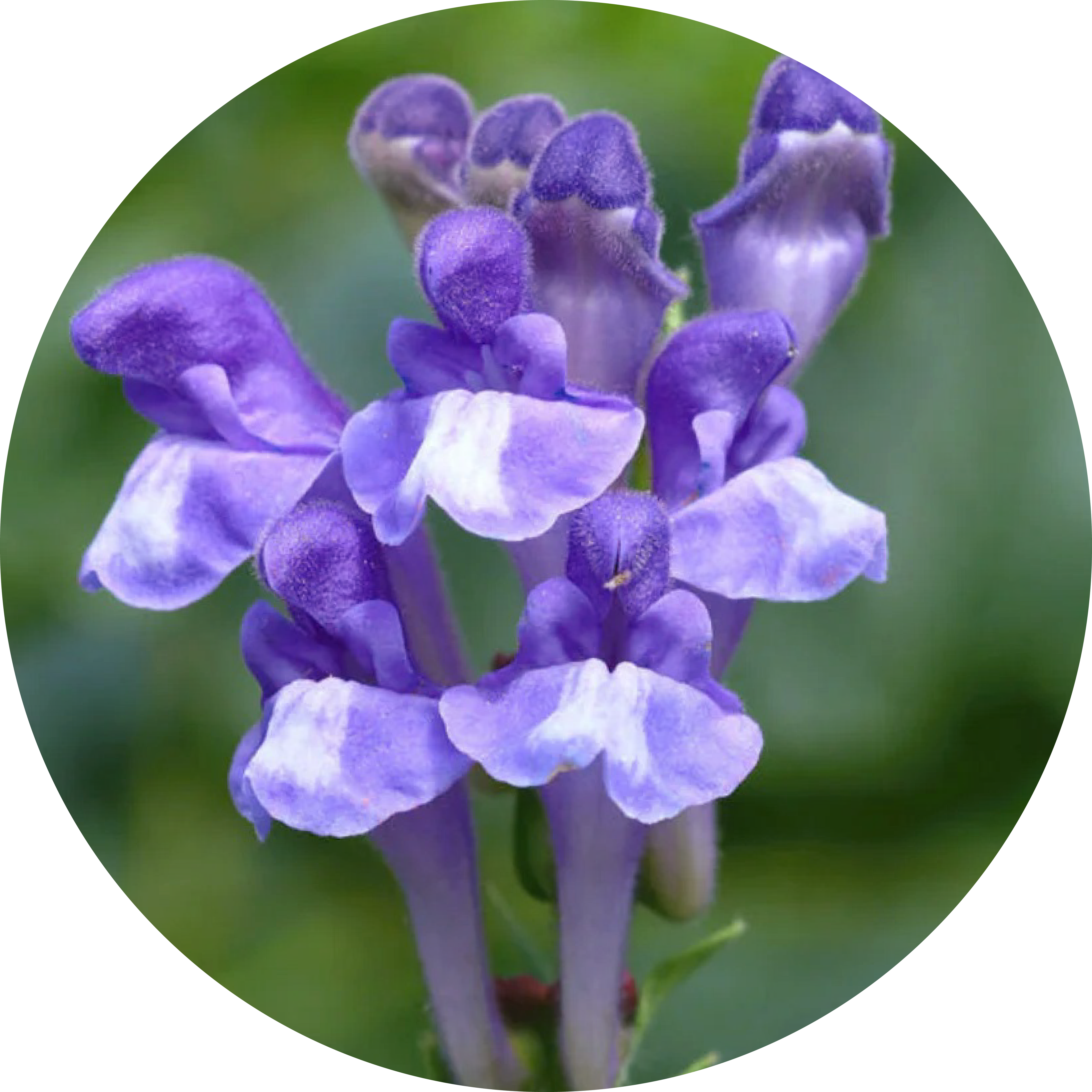 Close-up of a purple flower with green leaves in the background.