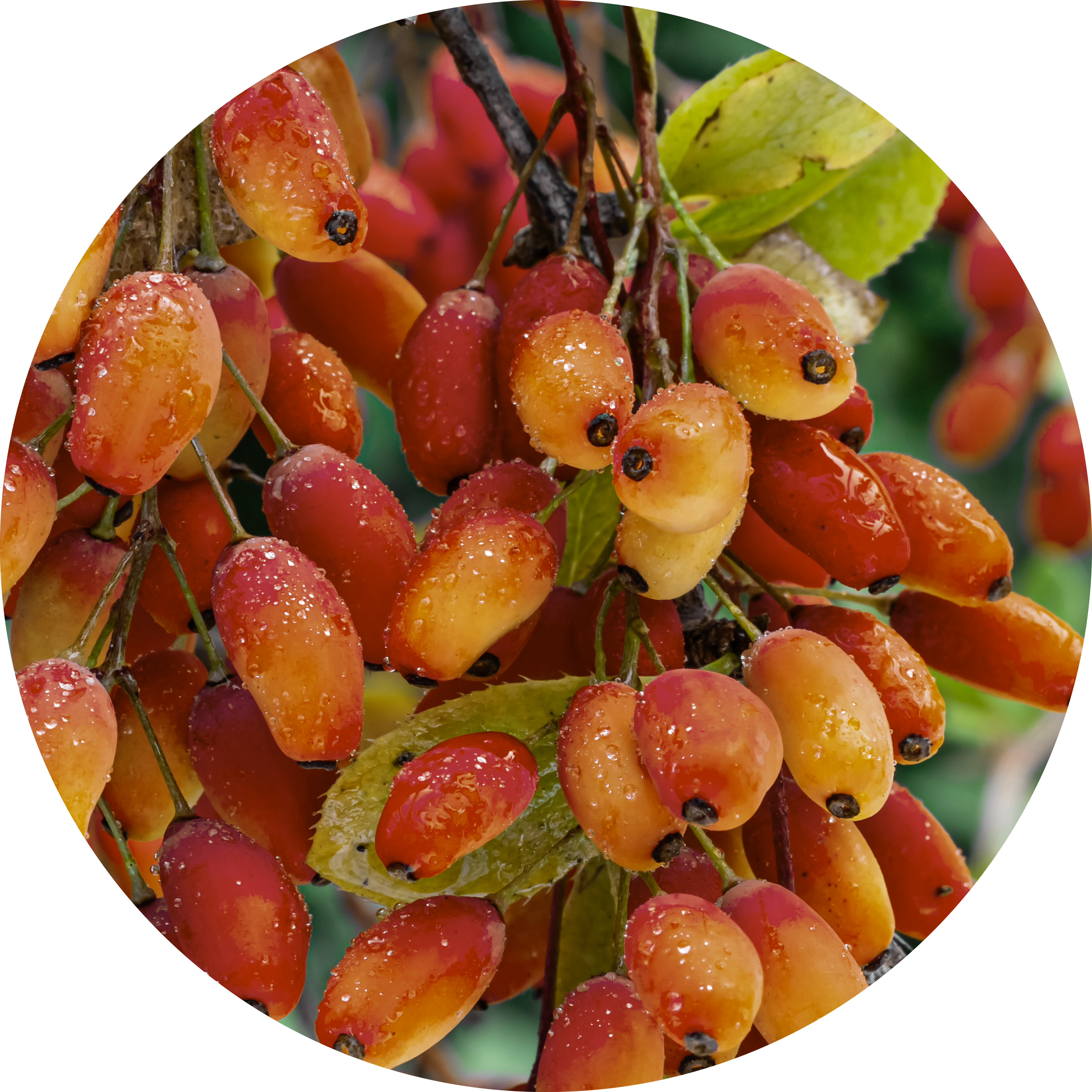 Bright red and orange berries with water droplets and green leaves.