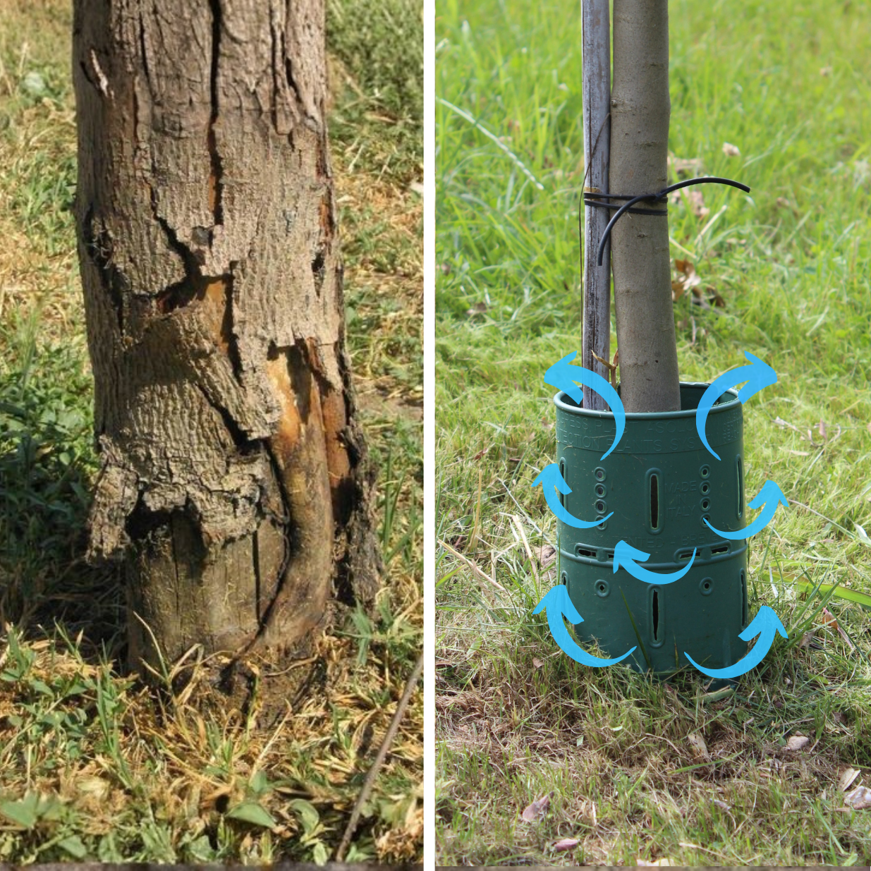 A split image showing a tree with damaged bark next to a sapling with a protective plastic guard.