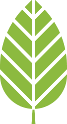Illustration of a green leaf with a symmetrical vein pattern.