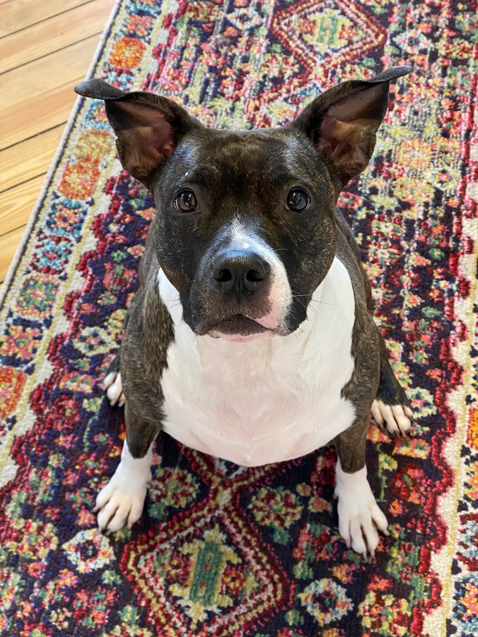 A brindle and white dog with large, erect ears sits on a colorful rug, looking up at the camera.