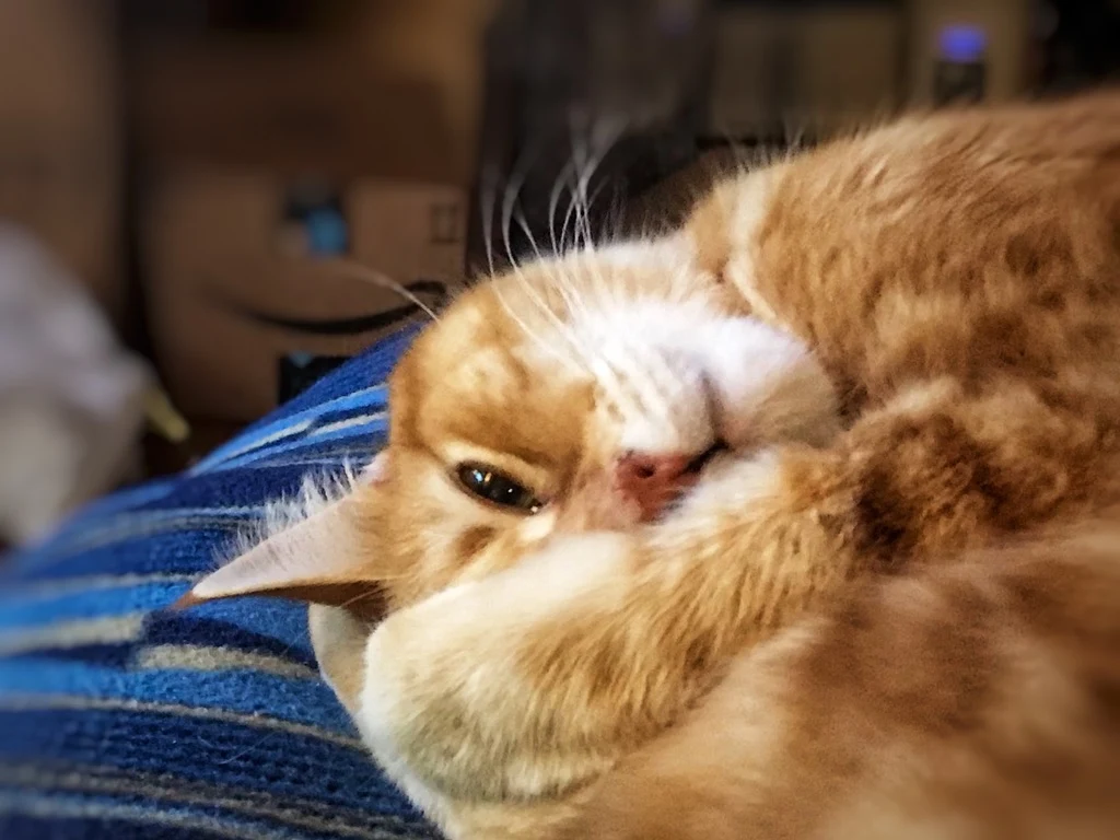 A close-up of an orange and white cat lying on its side on a blue striped blanket.
