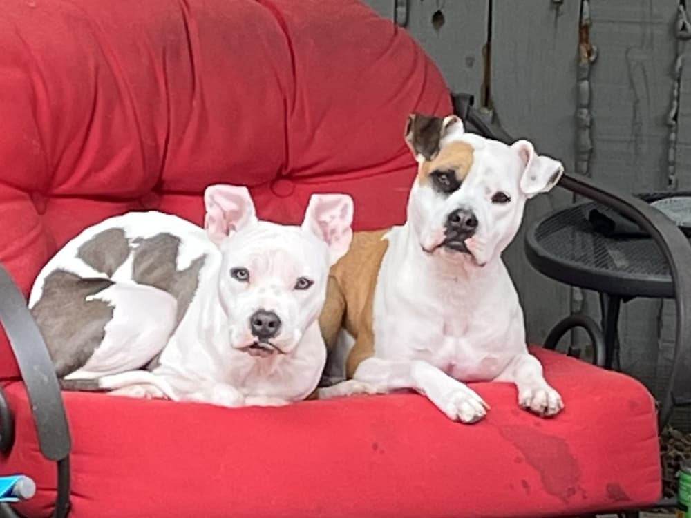 Two dogs sitting on red couch.