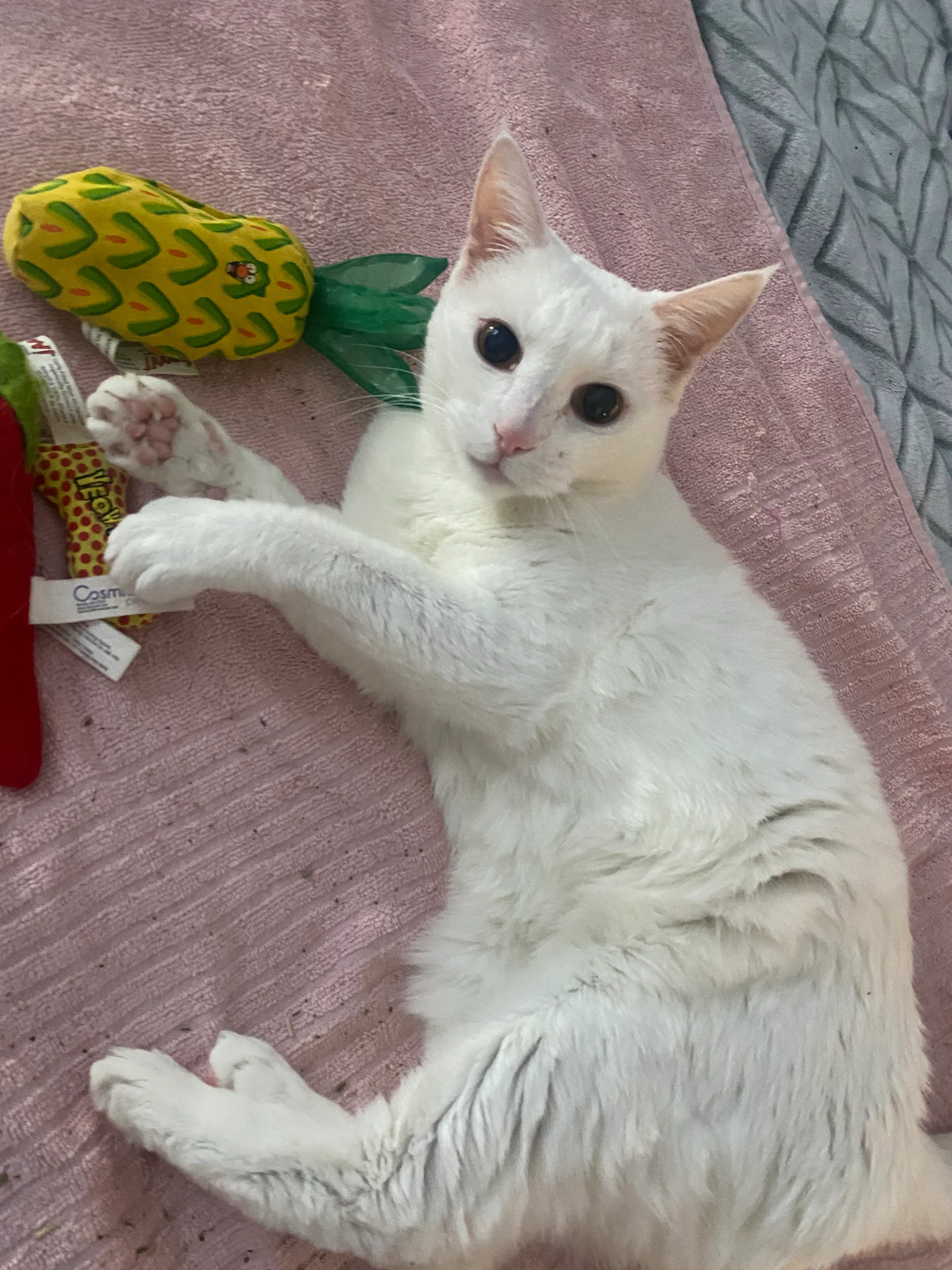 A white cat with large, dark eyes lies on its side on a pink towel with cat toys.