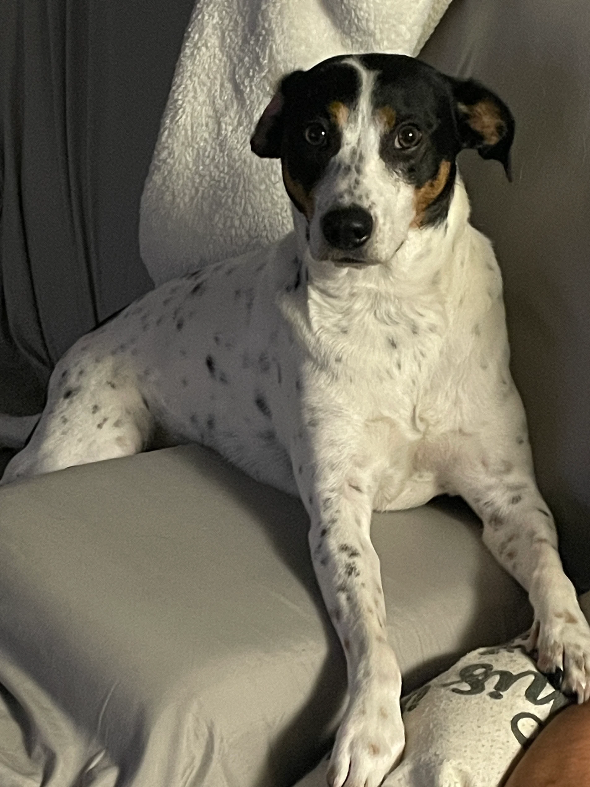 A white dog with black spots and a tricolor head is lying on a grey couch looking forward.