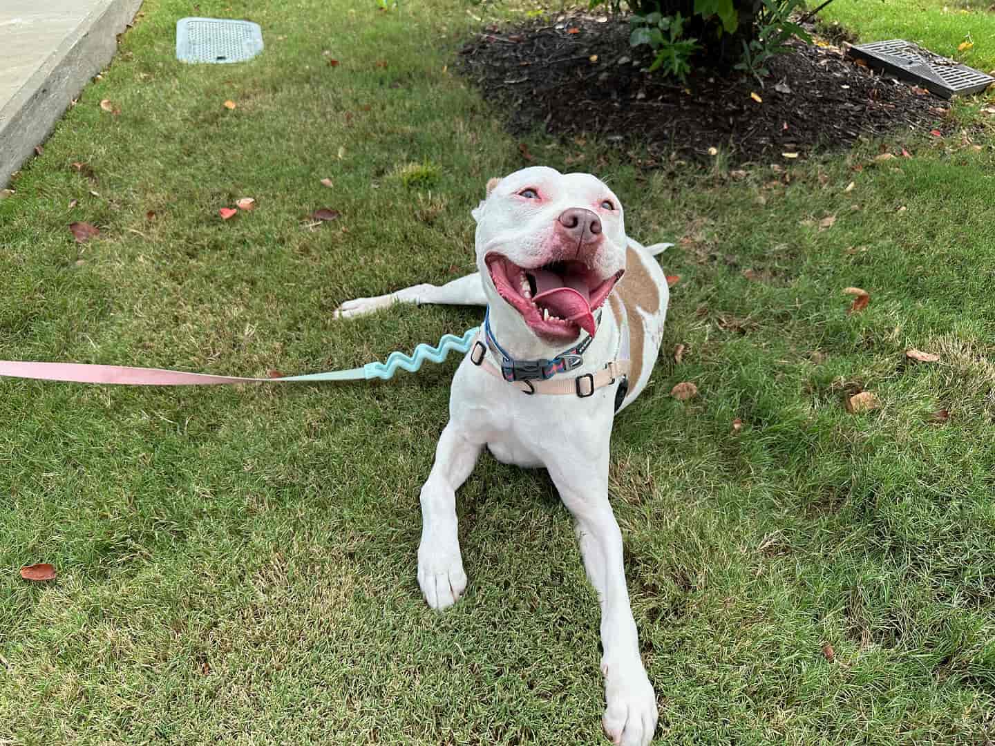 Happy dog laying in grass