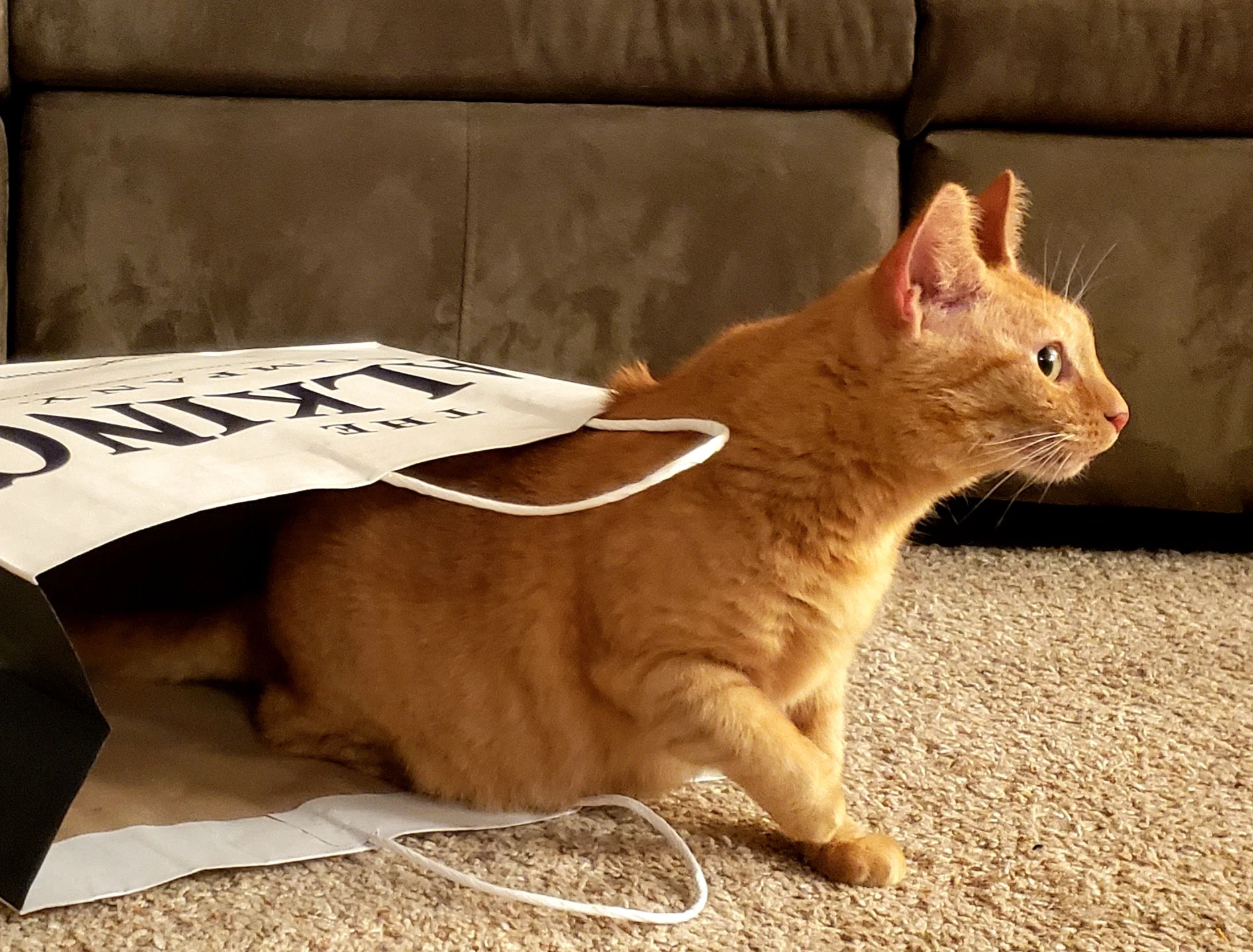 An orange cat sits on a carpeted floor, emerging from a white paper shopping bag.