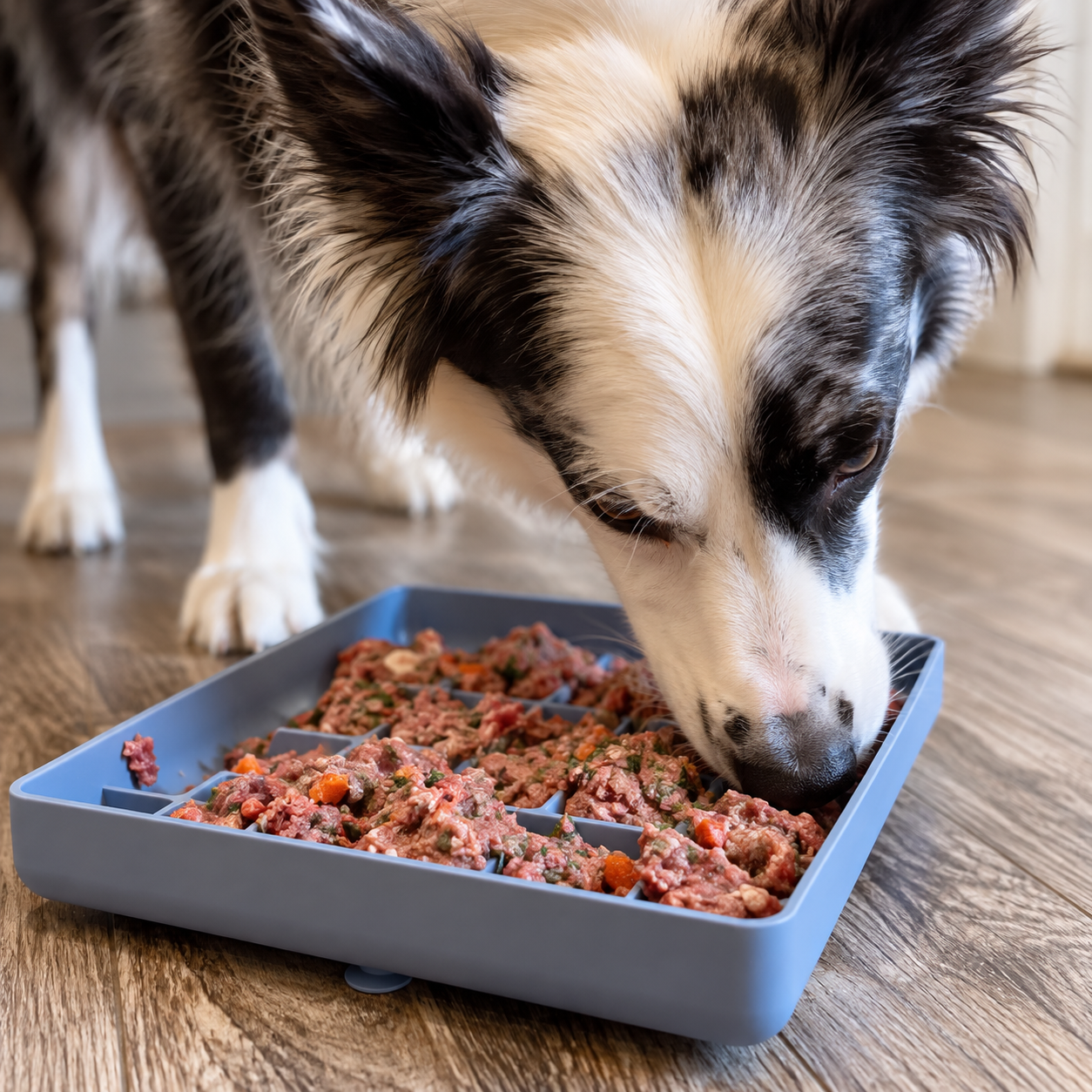 A black and white dog eats from a blue, partitioned slow-feeder bowl on a wood floor.