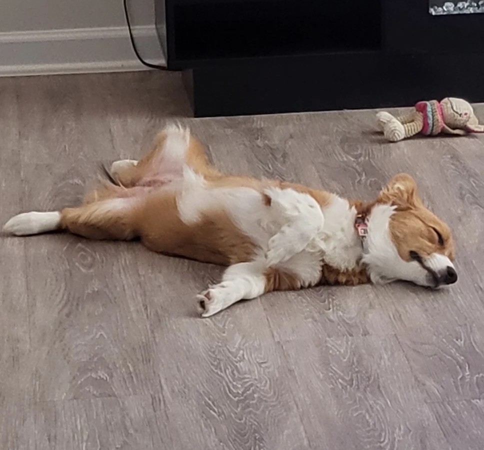 A brown and white Corgi dog sleeping on its back on a wood-grain floor.