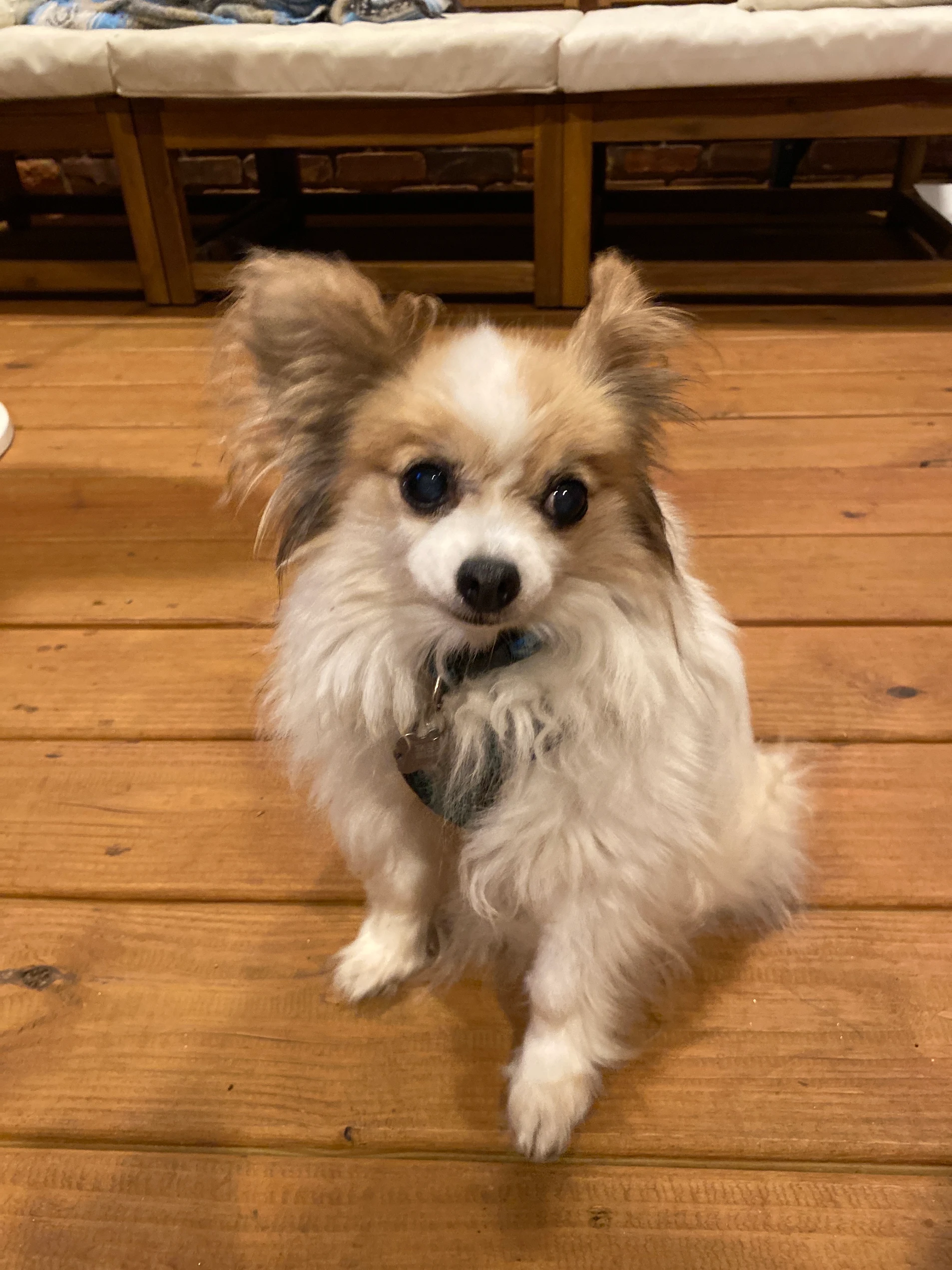 A small, fluffy white and tan dog sitting on a wooden floor and looking at the camera.