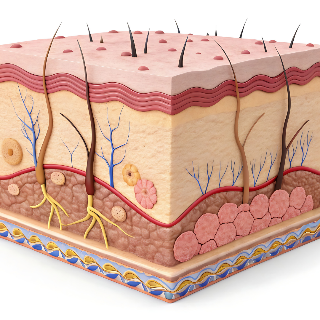 Illustration of human skin cross-section showing layers, hair follicles, and blood vessels.