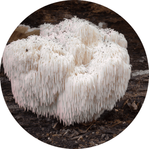 Lion's Mane