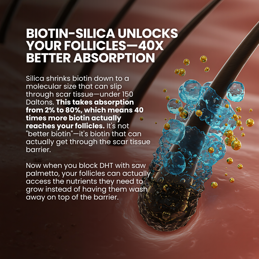 Illustration of biotin-silica absorption in hair follicles with related text on benefits.