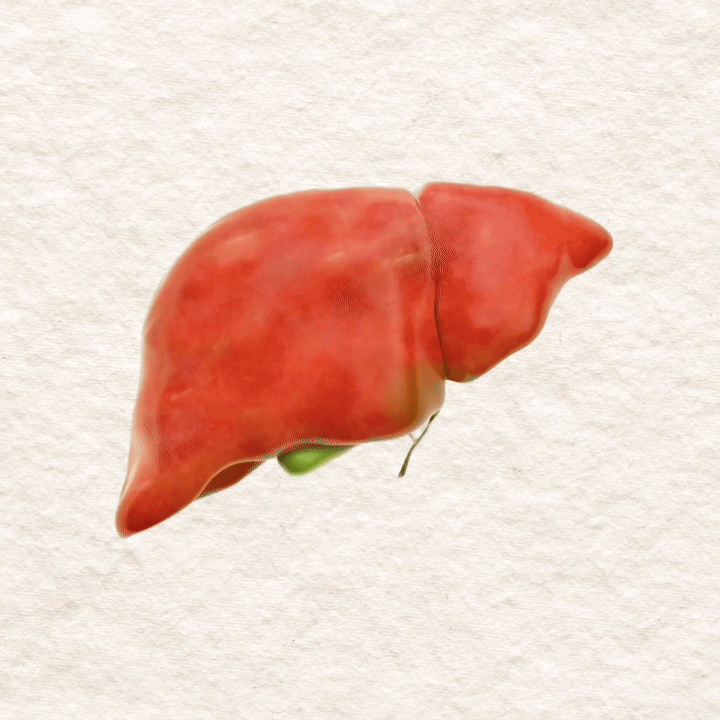 Illustration of a human liver on a textured background.