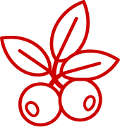 A red line drawing of a sprig with two berries and three leaves on a black background.