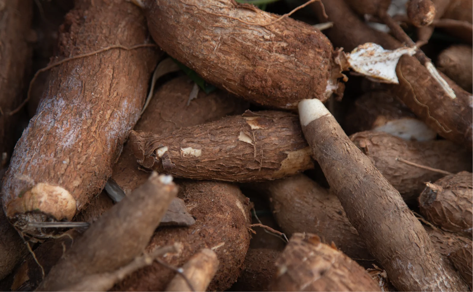 A close-up shot of a large pile of brown cassava roots, with some ends broken off.