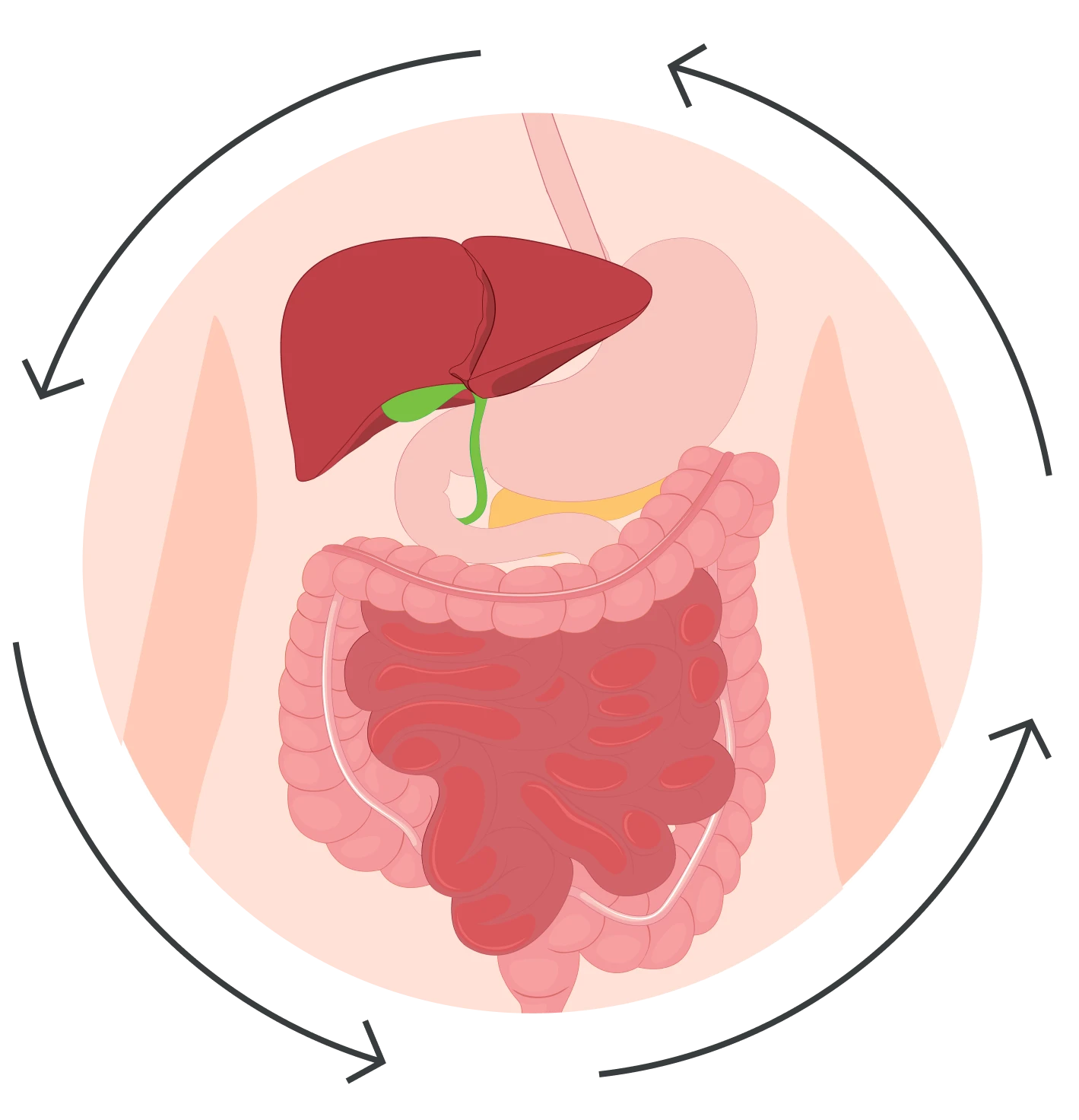 Diagram of human digestive organs, including the liver, intestines, and stomach.