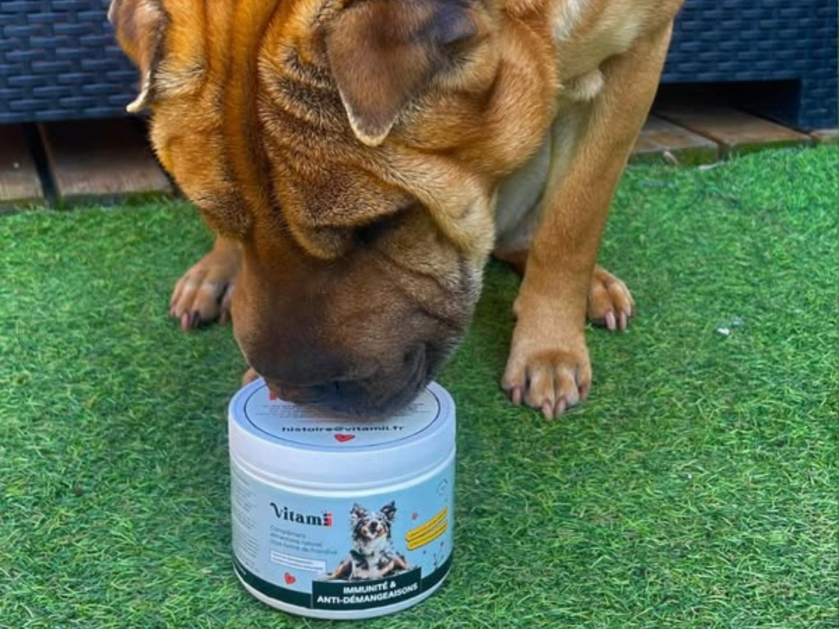 Dog sniffing a container labeled 'Vitam' on artificial grass.