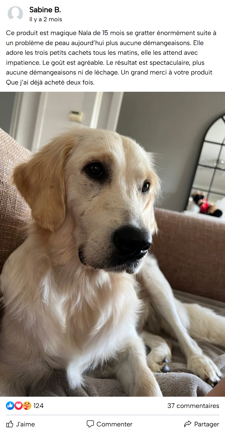 Golden retriever lying on a couch, looking to the side.