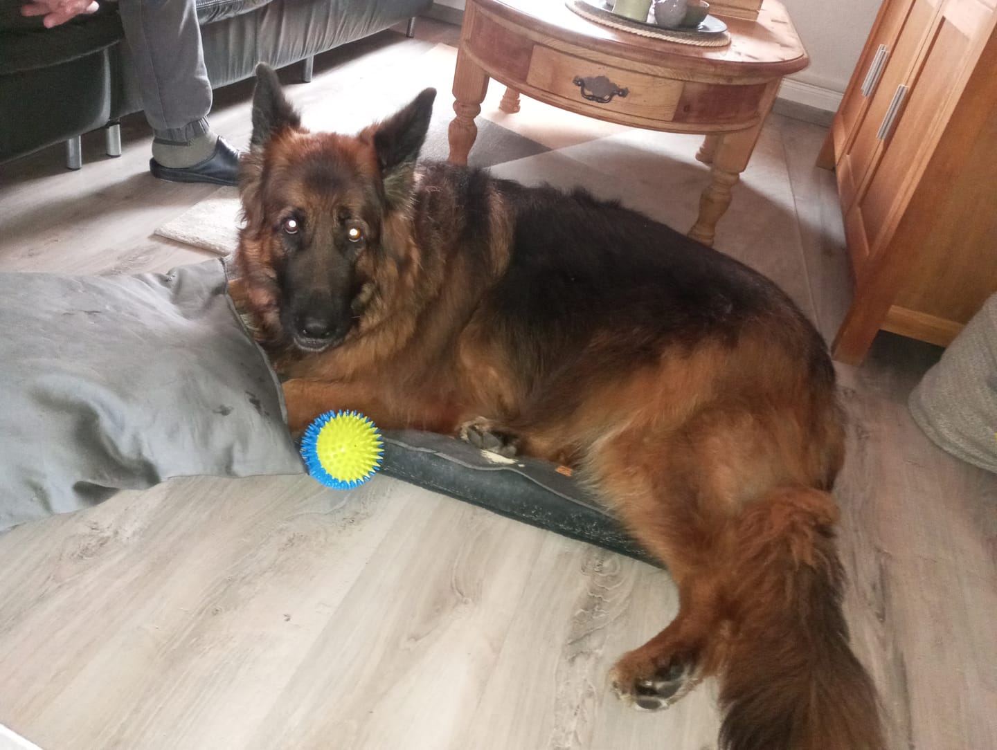 A German Shepherd lying on a cushion with a blue and yellow spiky ball.