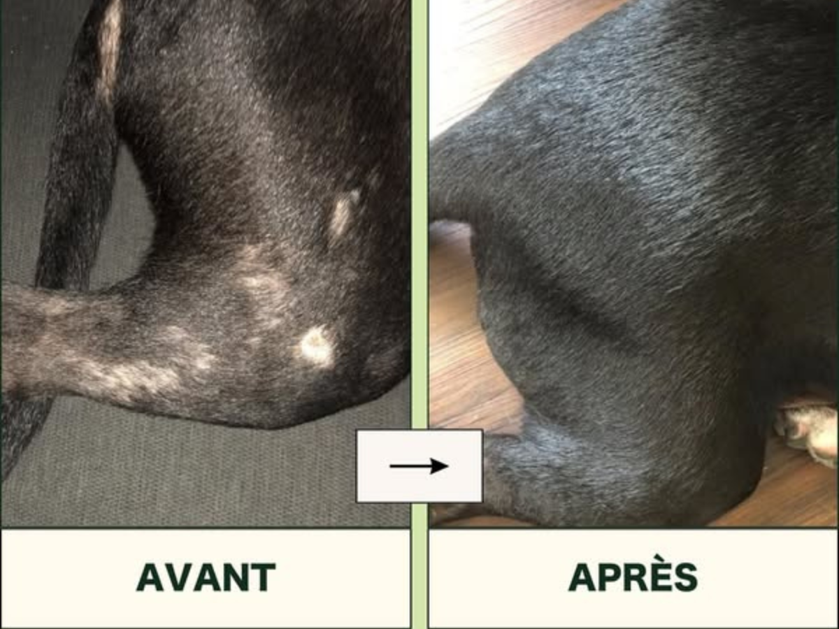 Before and after images of a dog's fur condition.