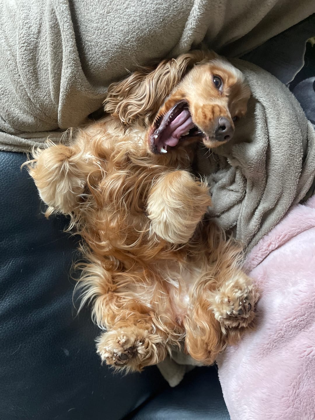 A fluffy dog lying on its back with mouth open, surrounded by blankets.