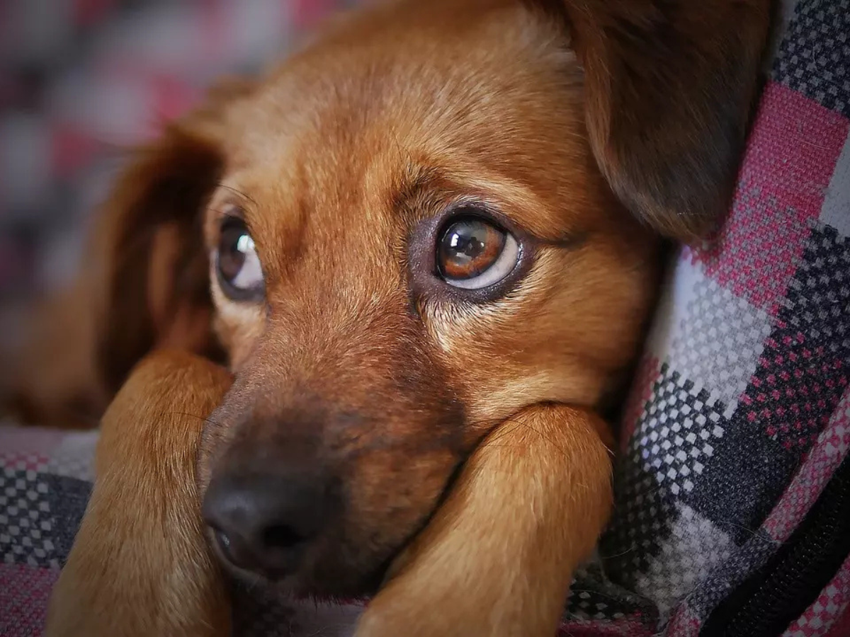 Close-up of a brown dog resting its head on a plaid blanket.