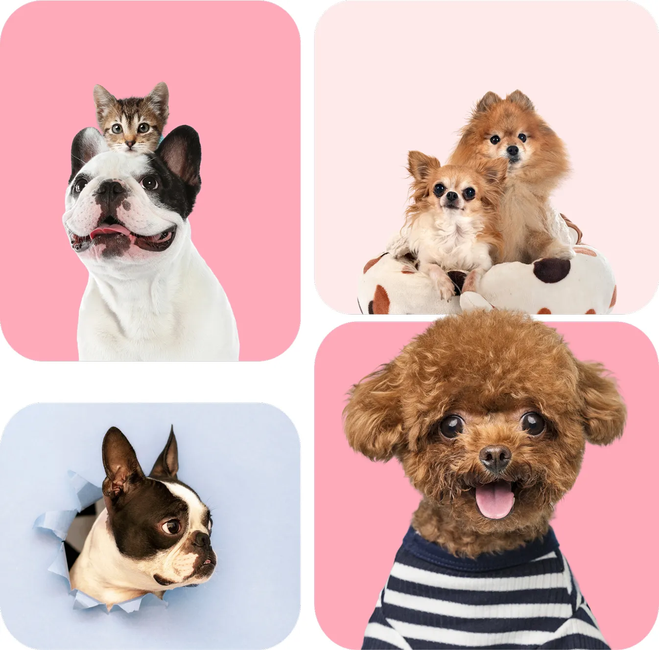 Collage of various dogs and a kitten on pastel backgrounds.