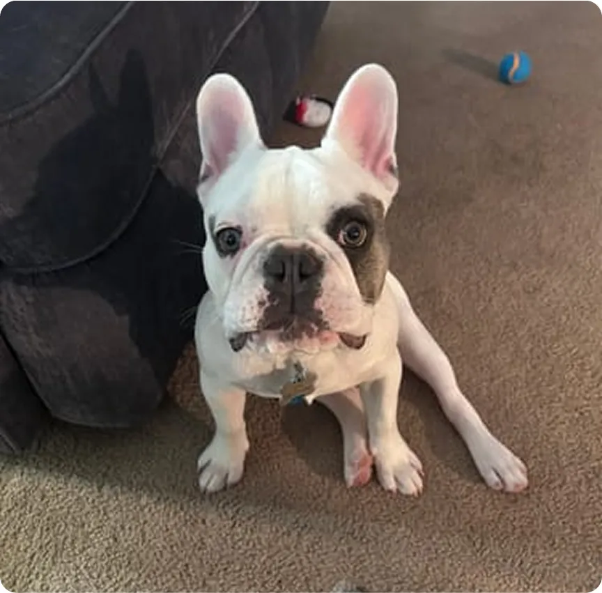 French Bulldog sitting on carpet near a couch, with toys in the background.