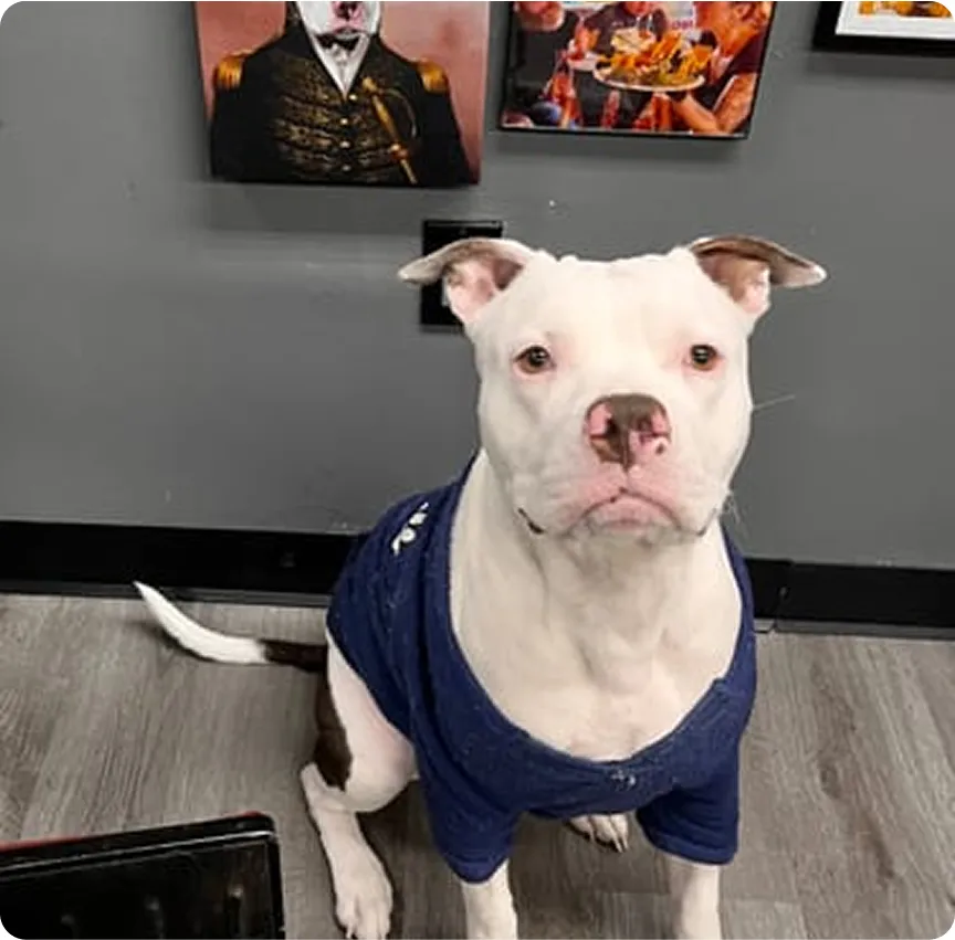 A dog wearing a blue shirt sits in front of a gray wall with artwork.