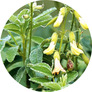 A circular close-up photo of a plant with green leaves and small, light yellow flowers.