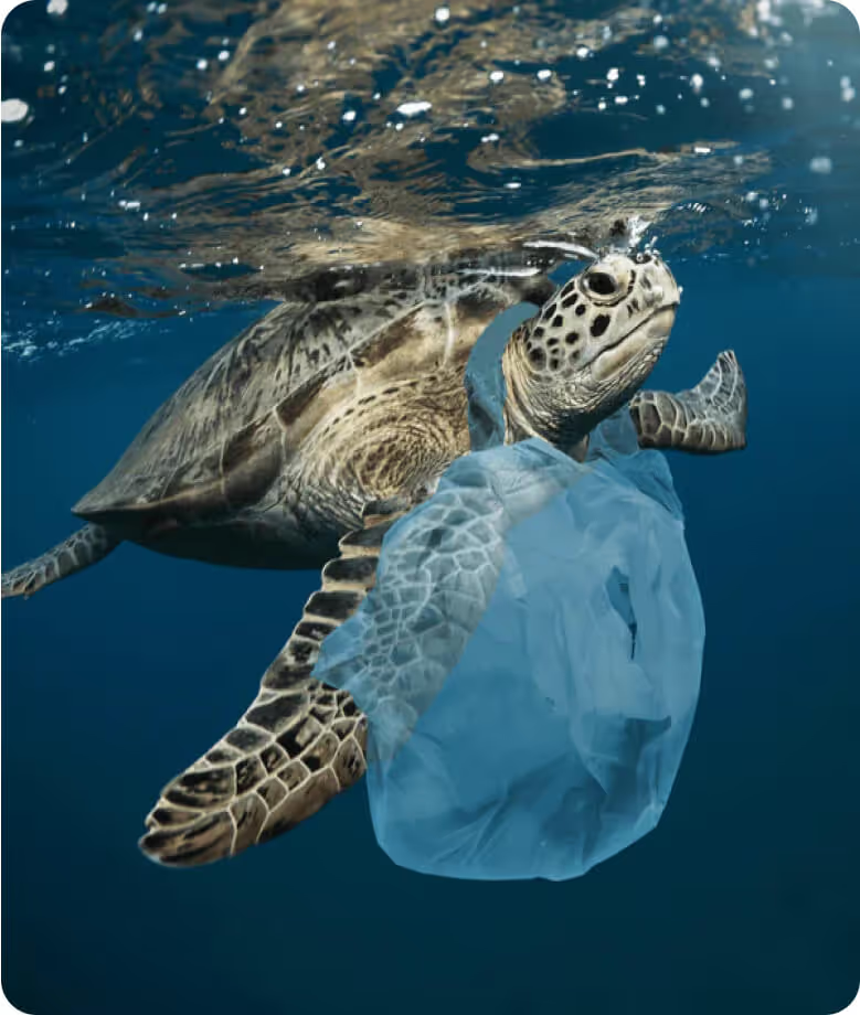 Turtle swimming with a plastic bag in the ocean.