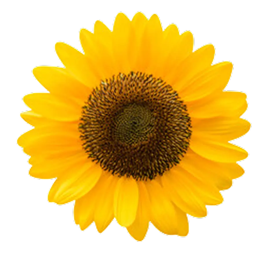 Bright yellow sunflower with a dark brown center on a transparent background.