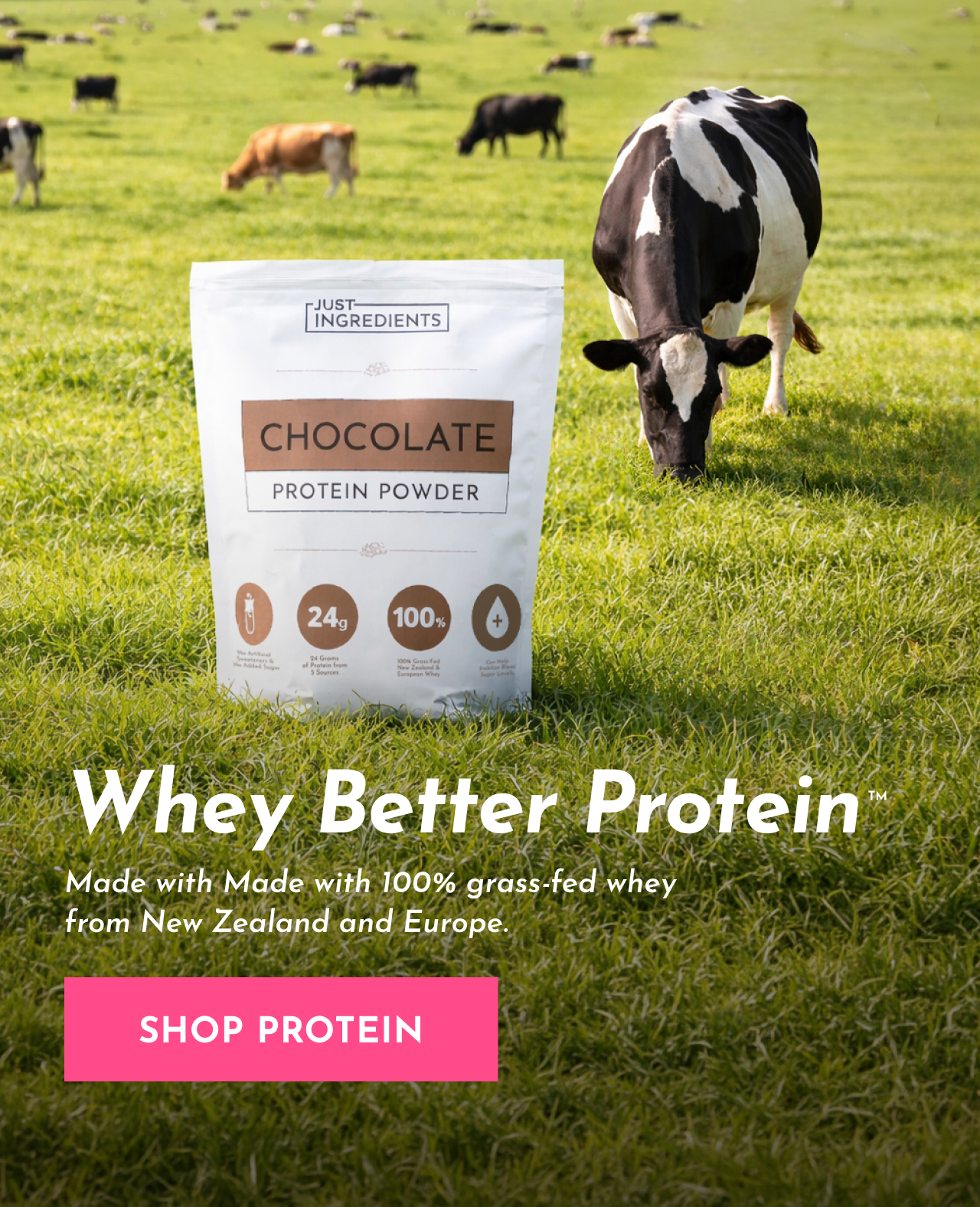 A bag of chocolate protein powder sits in a grassy field with a cow grazing next to it.