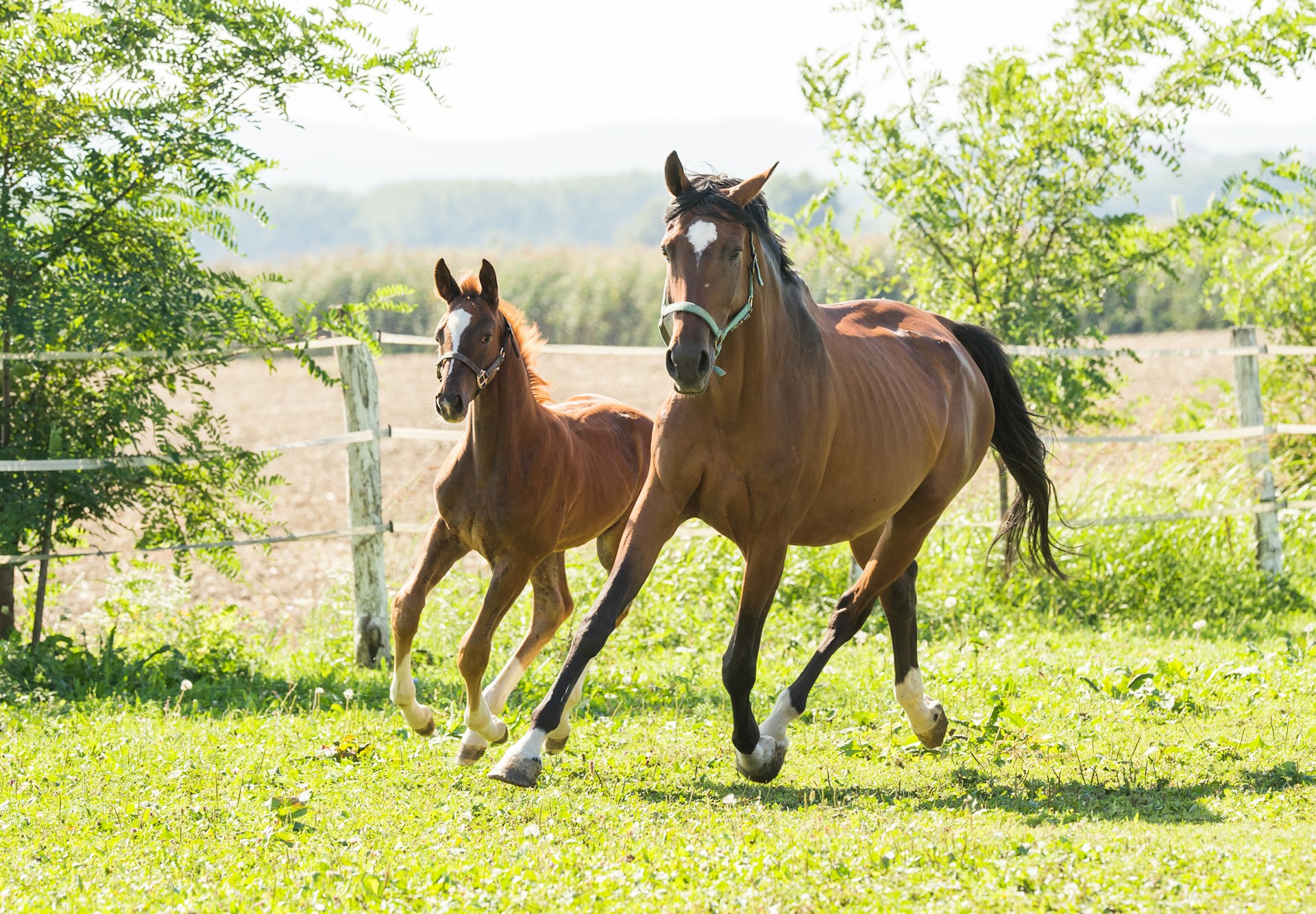 Two horses running in a grassy field with trees in the background.