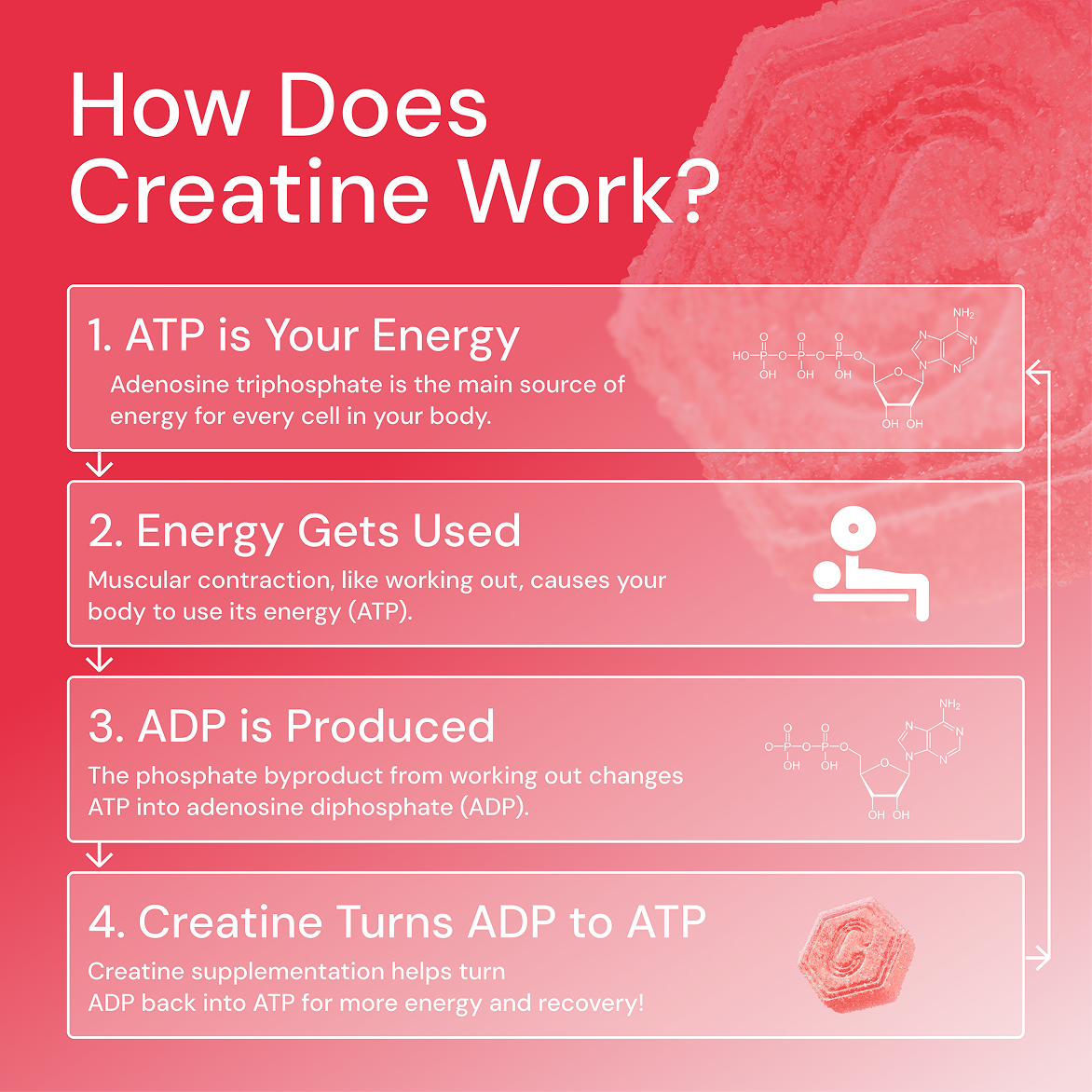 Infographic on how creatine works, showing steps of ATP energy usage and conversion.
