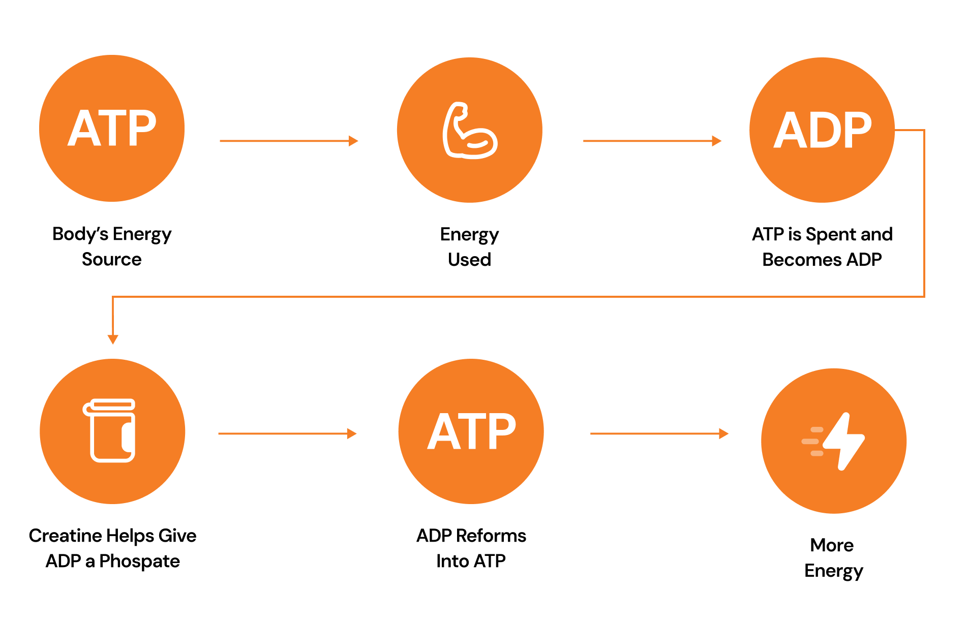 Diagram showing ATP to ADP conversion with muscle and energy icons.