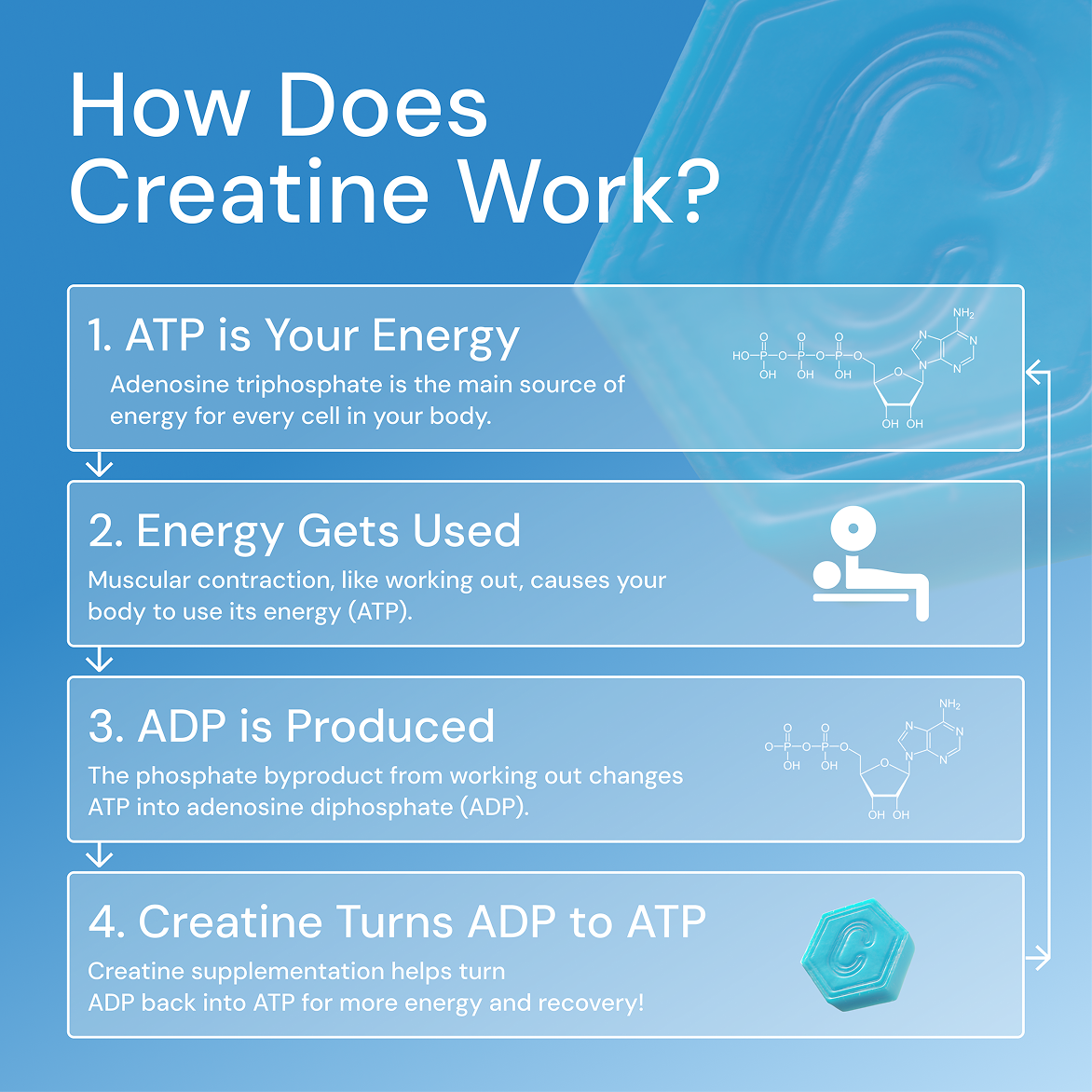 Infographic explaining how creatine affects ATP and ADP during energy use and recovery.