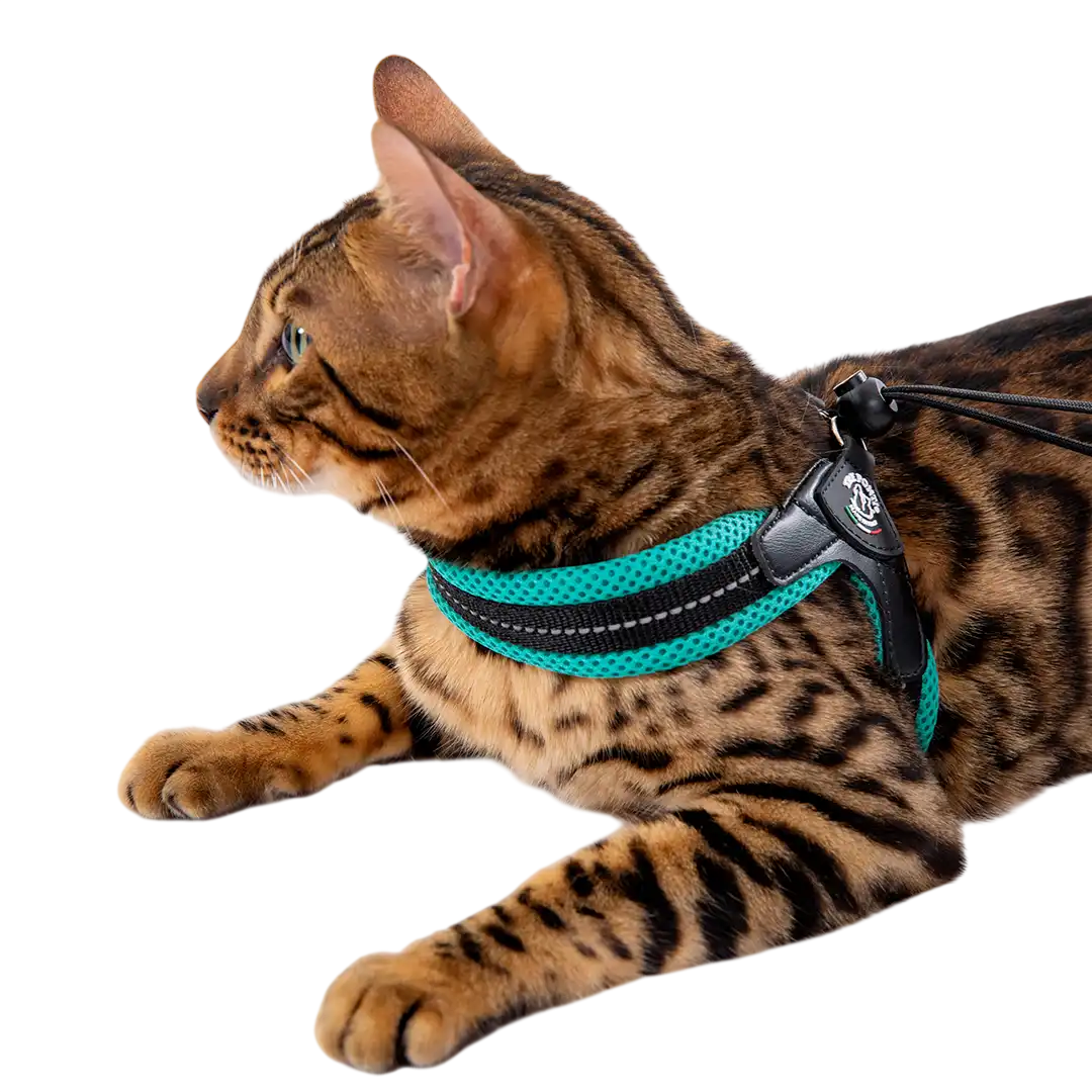 A Bengal cat wearing a teal and black mesh harness lies down against a black background.