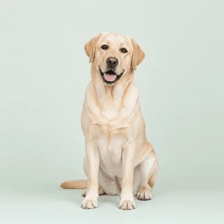 A yellow Labrador Retriever sitting and looking forward against a plain, light green background.