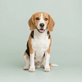 A tricolor beagle sitting on a light green background, looking directly at the camera with its mouth slightly open.