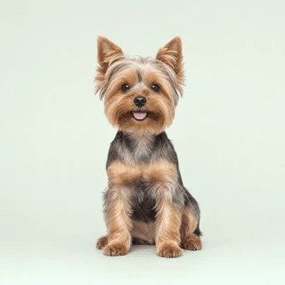 A small, groomed Yorkshire Terrier sitting and looking forward against a plain background.