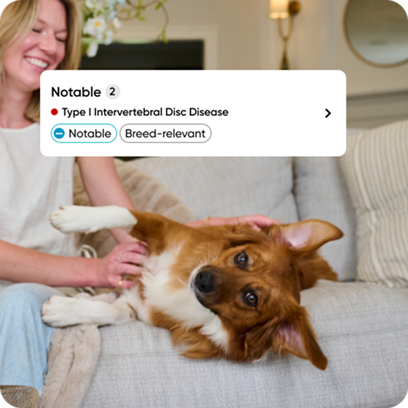 An image of a woman and her dog playing on a tan couch with product user interface overlayed that shows a notable result for Type 1 Intervertebral Disc Disease