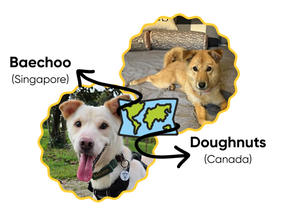 An illustrated graphic showing two circular dog photos connected by a world map icon, identifying Baechoo from Singapore and Doughnuts from Canada as DNA relatives.