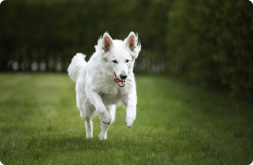 A large white dog with its tongue out runs across a green lawn towards the camera.